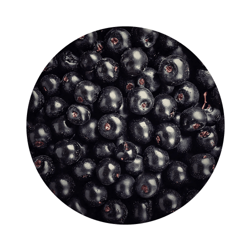 Aronia AgroQueens