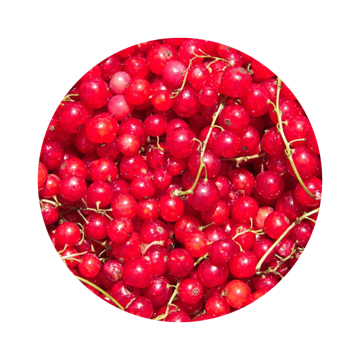 Czerwona porzeczka AgroQueens
